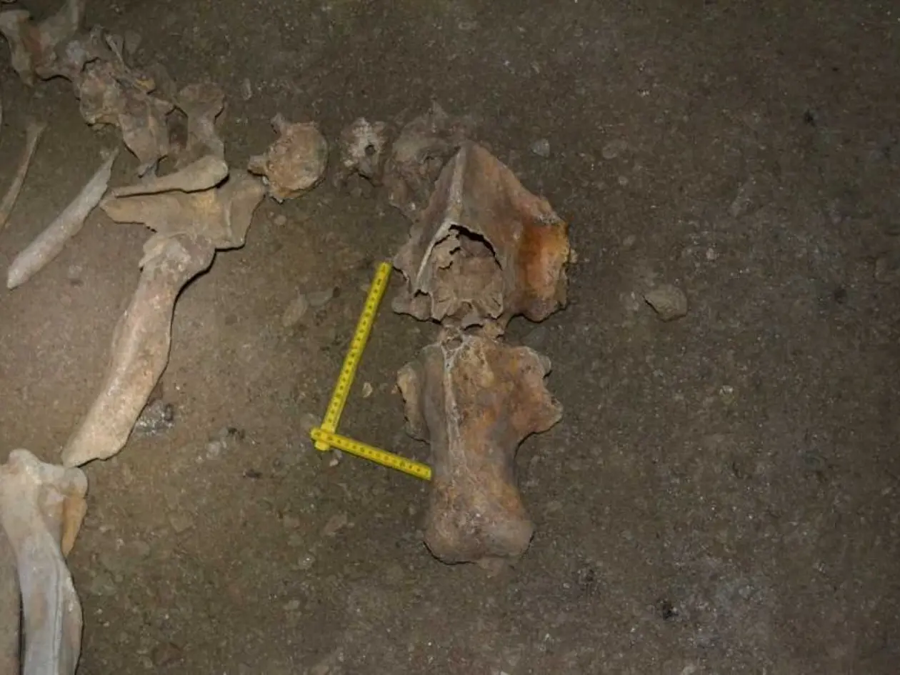 Höhlenbär-Fossilien in einer der untersuchten Höhlen in Rumänien.