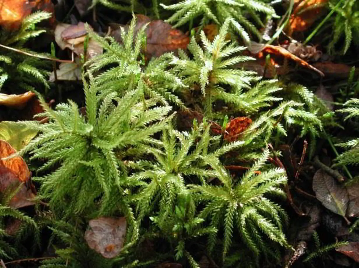 Palmenmoos (Climacium dendroides) Foto: © Michael Sauer