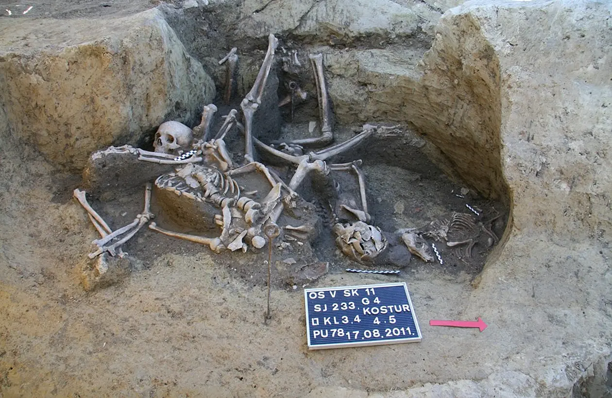 Human skeletons at an archaeological site.