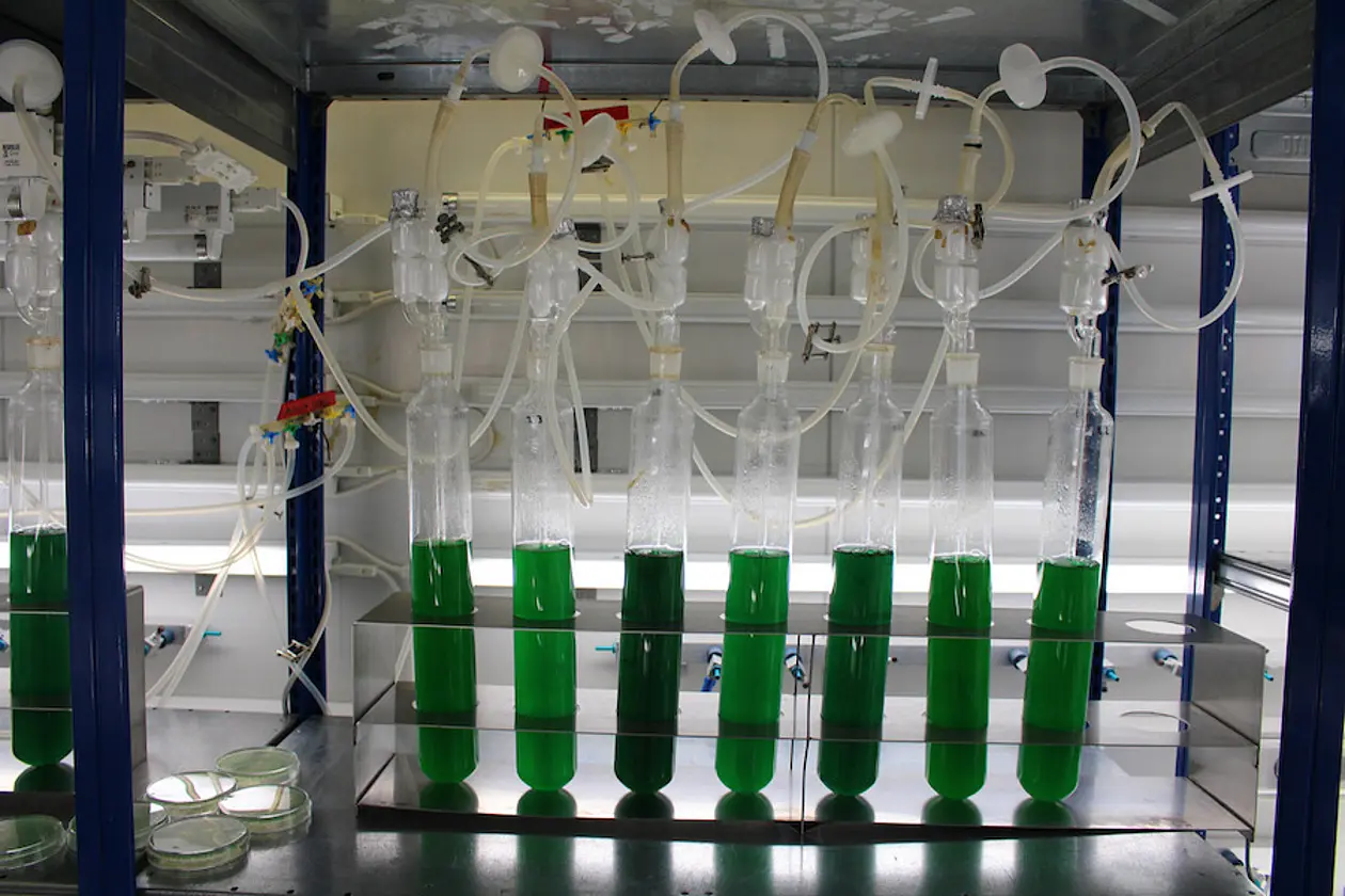 Laboratory cultivation of cyanobacteria