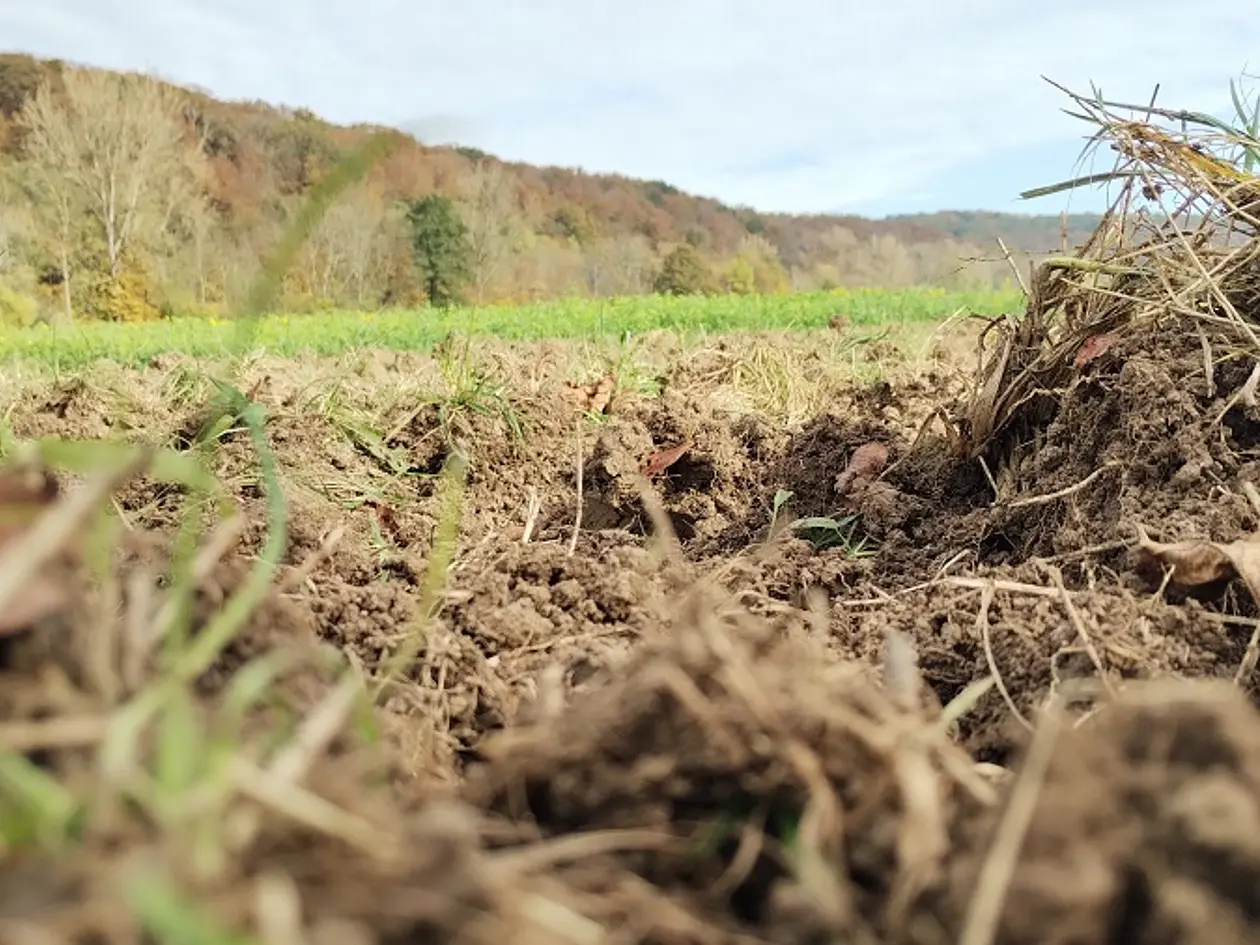 Nahaufnahme eines Feldes, im Hintergrund ist ein Wald