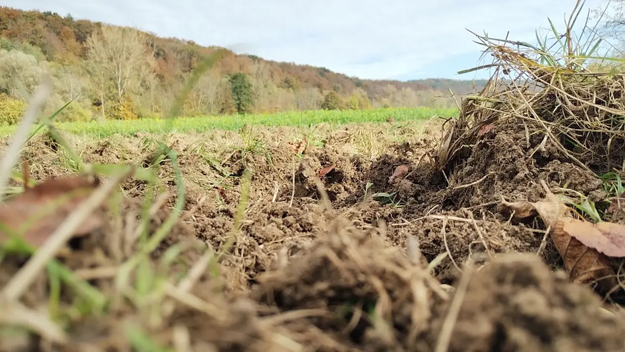 Nahaufnahme eines Feldes, im Hintergrund ist ein Wald