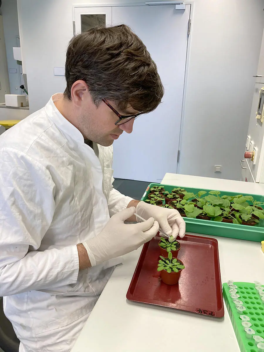 Researcher Rory Pruitt sits in the lab conducting experiments on the model plant thale cress.