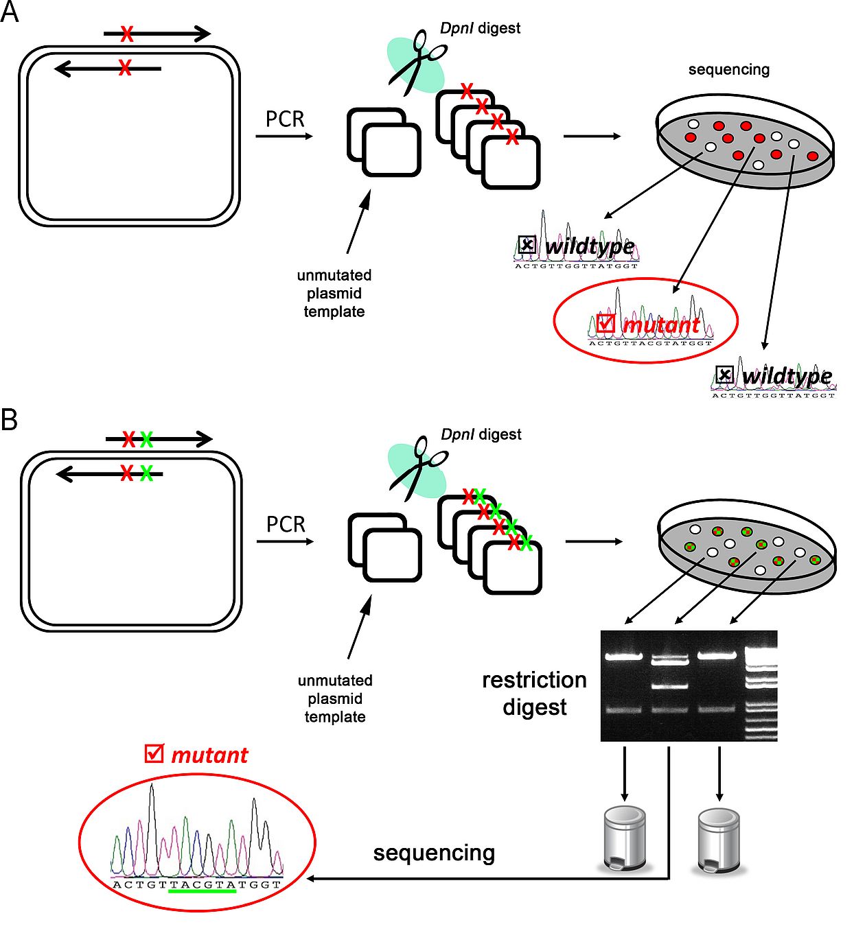 Site-directed Mutagenesis | University of Tübingen