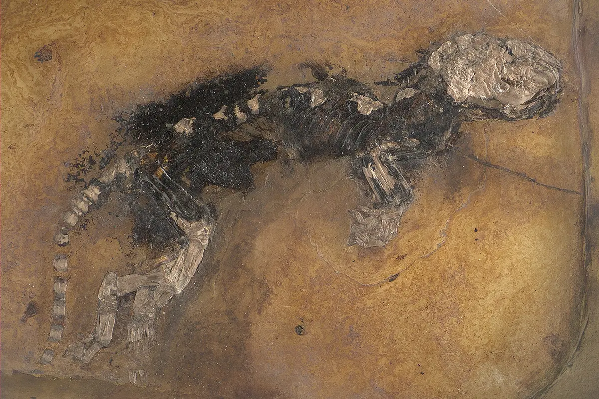 Weichteile versteinern nur äußerst selten in Fossilien, wie die Haare bei diesem 50 Millionen Jahre alten Nagetier namens Massilamys peegeri aus der Grube Messel. Die Paläontologische Sammlung  der Universität Tübingen ist für solche seltenen Funde unter Fachleuten bekannt.