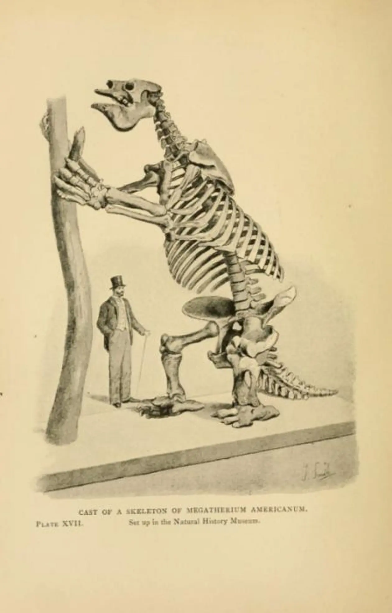 Lebte vor 10.000 Jahren und ernährte sich rein vegetarisch: das Riesenfaultier Megatherium. © Zeichnung von Joseph Smit, aus „Extinct Monsters; a Popular Account of Some of the Larger Forms of Ancient Animal Life'.