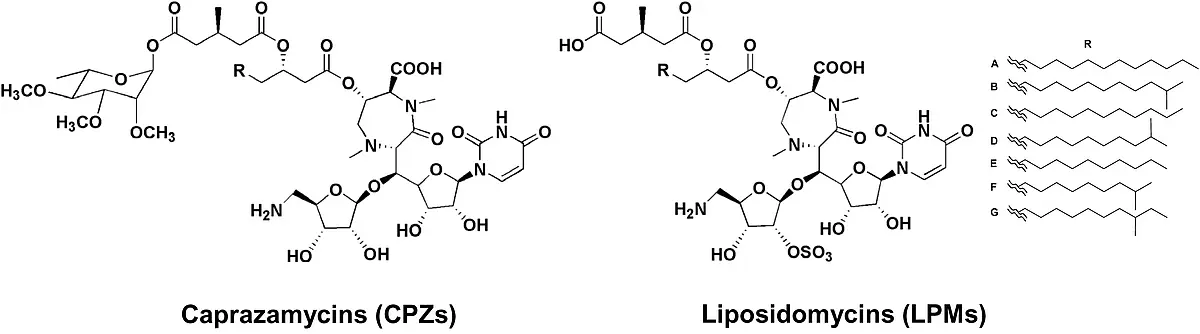 translocase I inhibitors