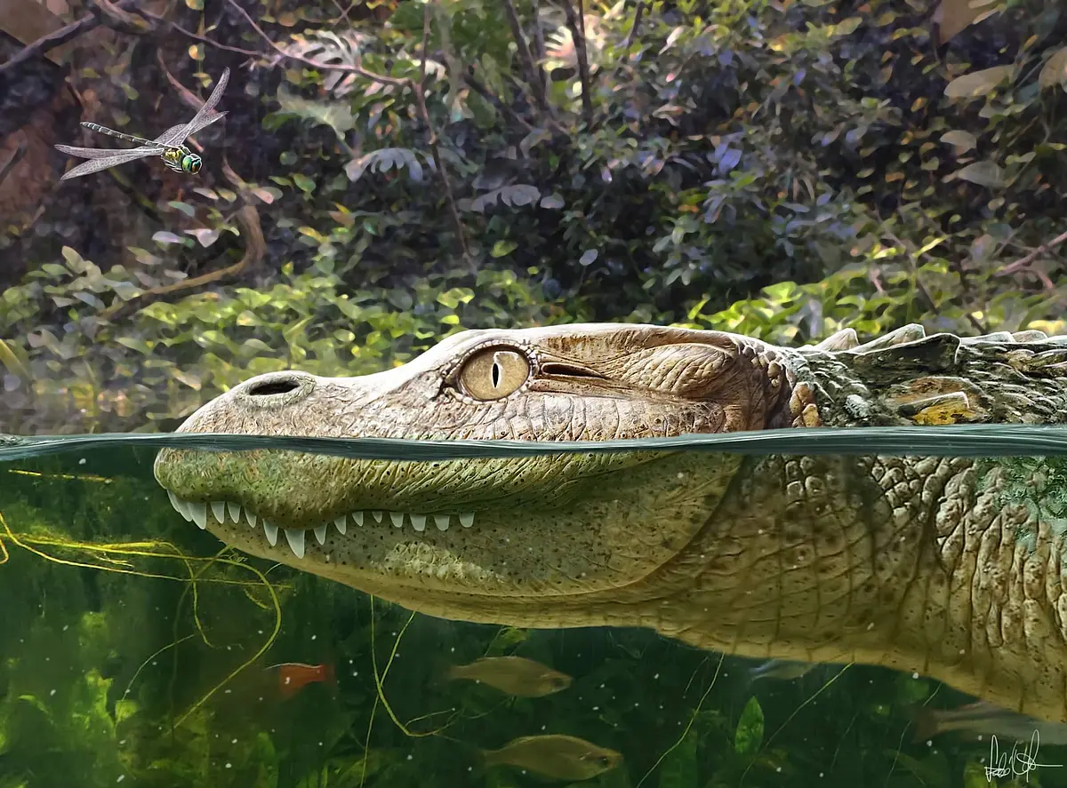 The newly discovered alligator species Alligator munensis from Thailand may have looked like this. 