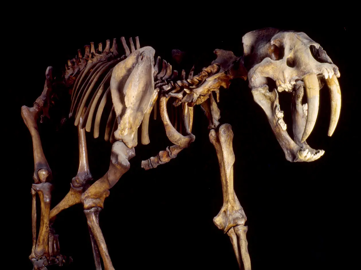 Skelett eines Säbelzahntigers im Senckenberg Naturmuseum in Frankfurt. Foto: Senckenberg