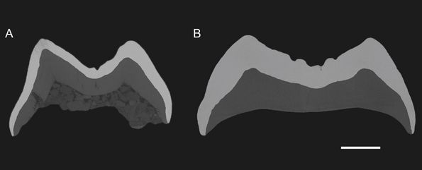 Sección microtomográfica de los molares superiores de Buronius manfredschmidi (A - izquierda) y Danuvius guggenmosi (B - derecha) que ilustran los diferentes espesores del esmalte (material de color claro).  La barra de escala corresponde a 2 mm. 