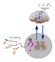 Info graphs on how the brain experiences environmental forces