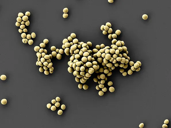 Scanning electron microscope image of epifadin-producing bacterium Staphylococcus epidermidis. 