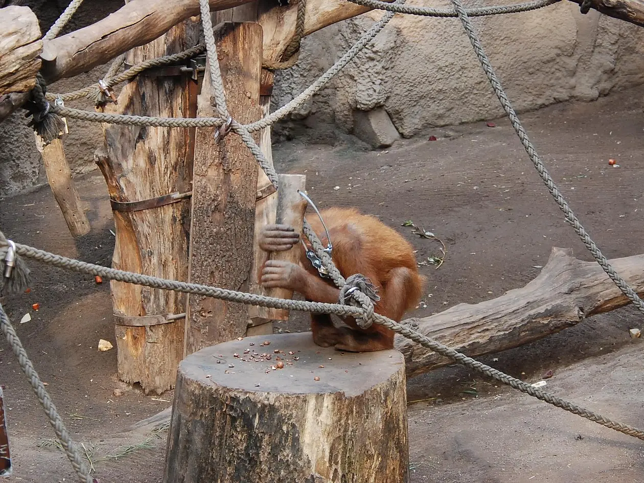 Orang-Utan nutzt ein Holzstück als Hammer, um Nüsse zu knacken