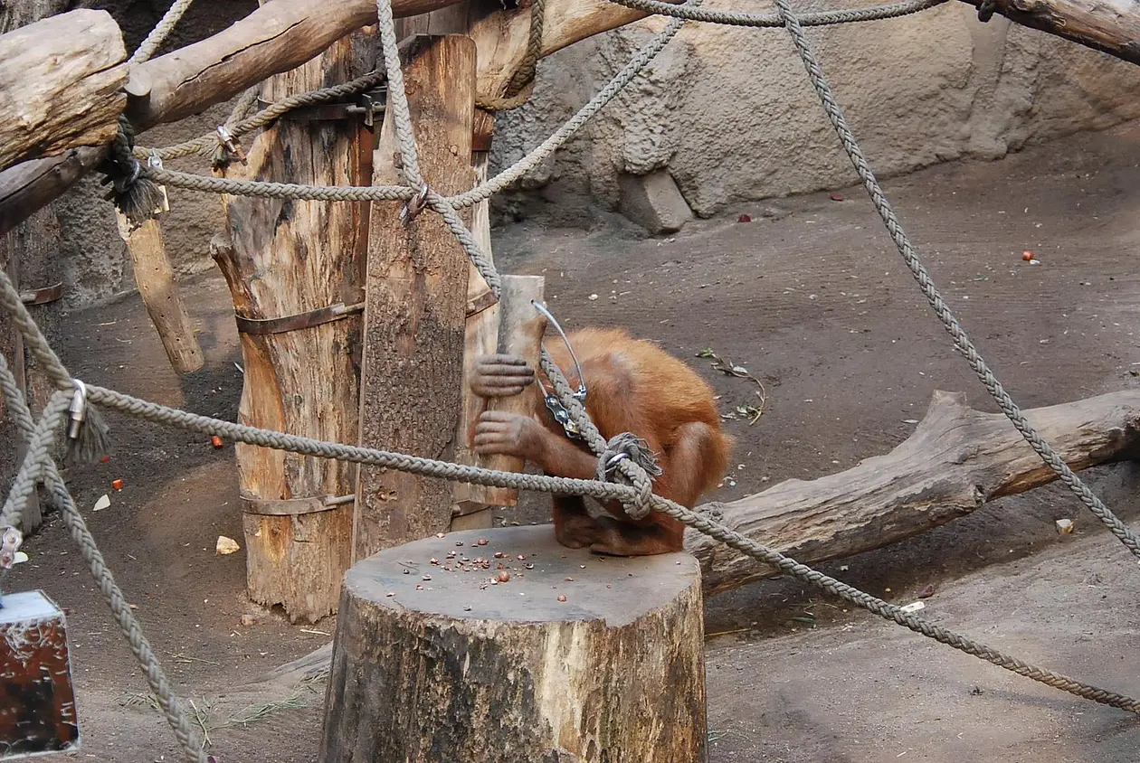 Orangutan uses piece of wood to crack nuts