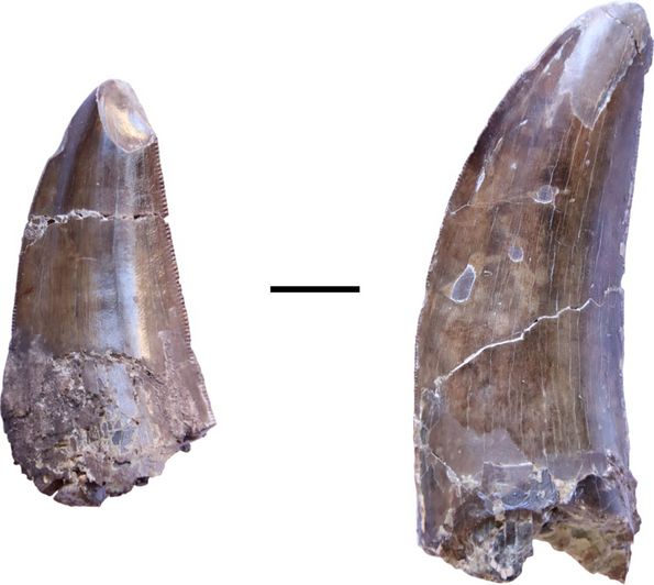 Teeth of a large dinosaur, possibly Metriacanthosauridae, from the Liuhuanggou site in the southern Junggar basin. Scale: 1 cm. 