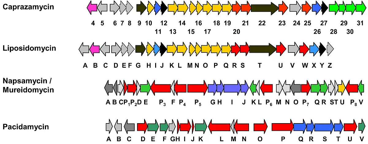 translocase I inhibitors