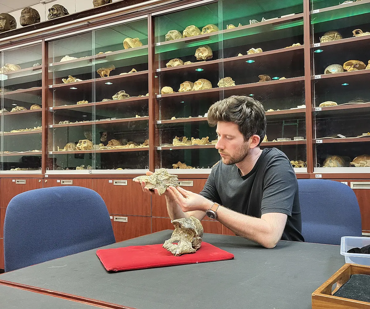 Dr. Saers is sitting at a table with a grey surface in front of large wooden cupboards with glass displays showing bones and hominine skulls. He is holding a large bone fragment and inspects it closely, in front of him on a red cloth is a fragmented hominine skull. He is a white man with brown and grey hair and beard stubbles, wearing a dark grey shirt. 