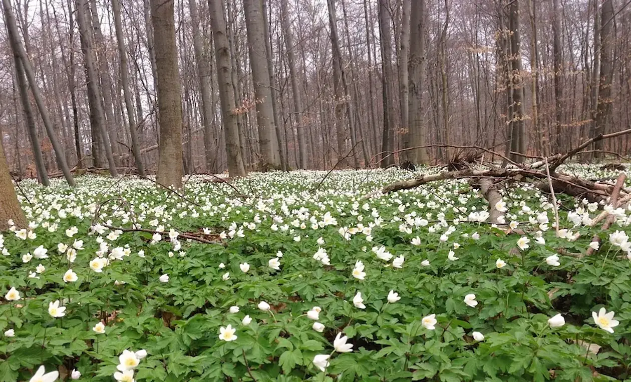 Study sites in April 2017: Beech forest near Hainich-Dün 