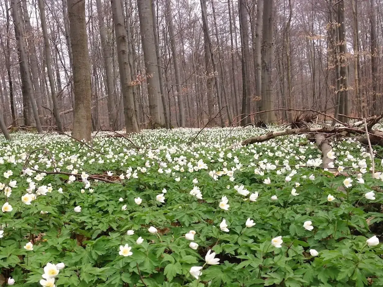 Untersuchungsflächen im April 2017: Buchenwald bei Hainich-Dün.