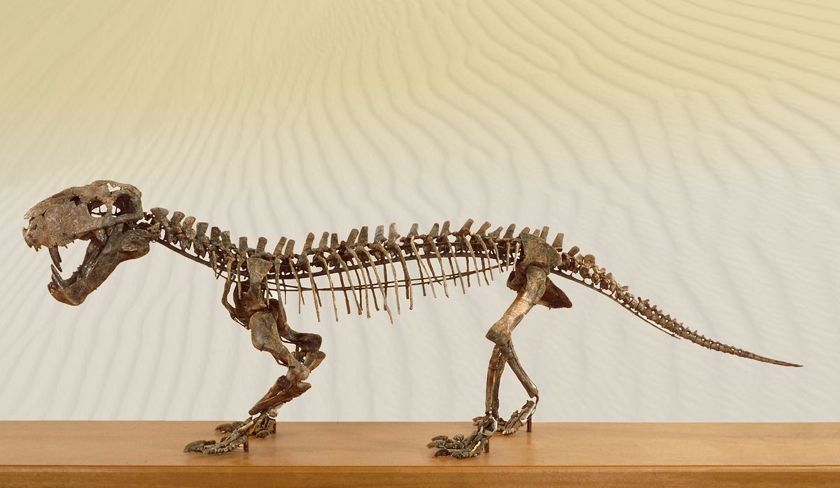 Skeleton of a Scymnognathus in side view