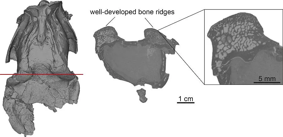 Virtual reconstruction of the male mouse deer skull from the Hammerschmiede clay pit. 
