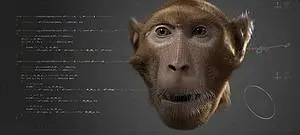 3D model of an ape