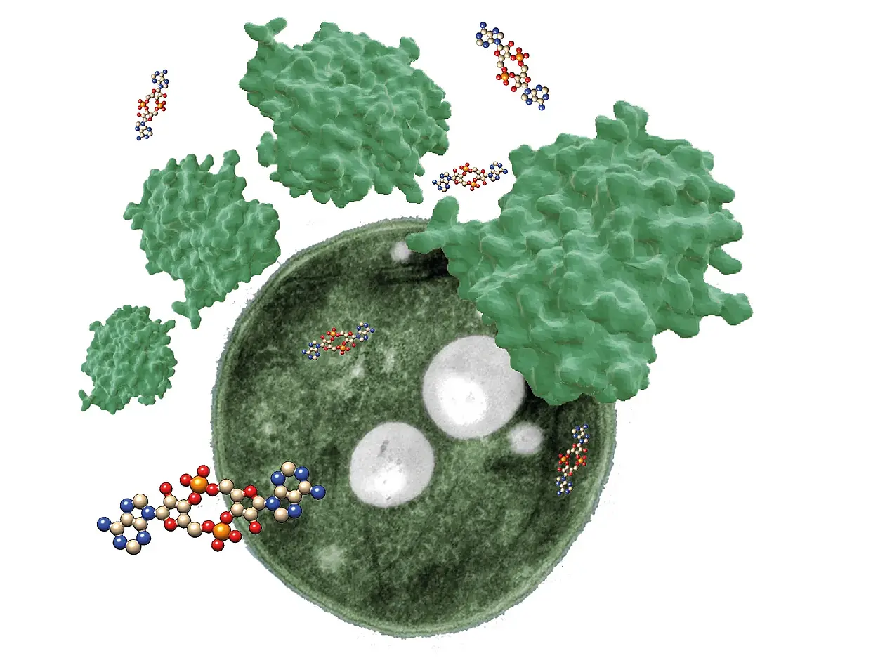 Illustration eines eines Cyanobakteriums mit dem Protein SbtB und dem chemischen Botenstoff c-di-AMP