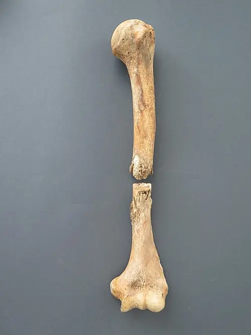 A left humerus