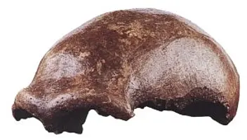 Schädelkalotte aus dem Neandertal bei Düsseldorf (Rheinisches Landesmuseum Bonn)