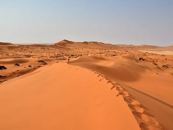In der Namib-Wüste an der Südwestküste Afrikas findet sich trotz der hyperariden Bedingungen und der von Norden nach Süden rund 2000 Kilometer ausgedehnten Sandflächen eine beträchtliche Anzahl von Tier- und Pflanzenarten. 