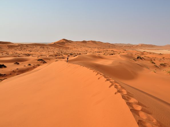 The Namib Desert on the southwest coast of Africa is home to a considerable number of animal and plant species, despite the hyper-arid conditions and the sandy expanses stretching some 2,000 kilometers from north to south. 