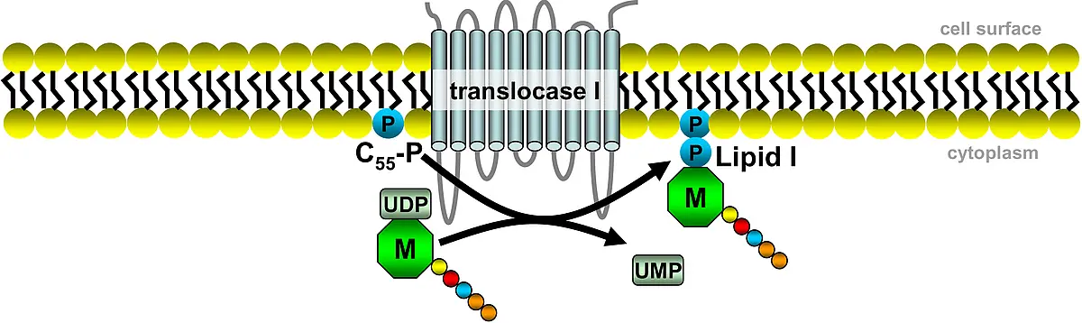 Translocase I