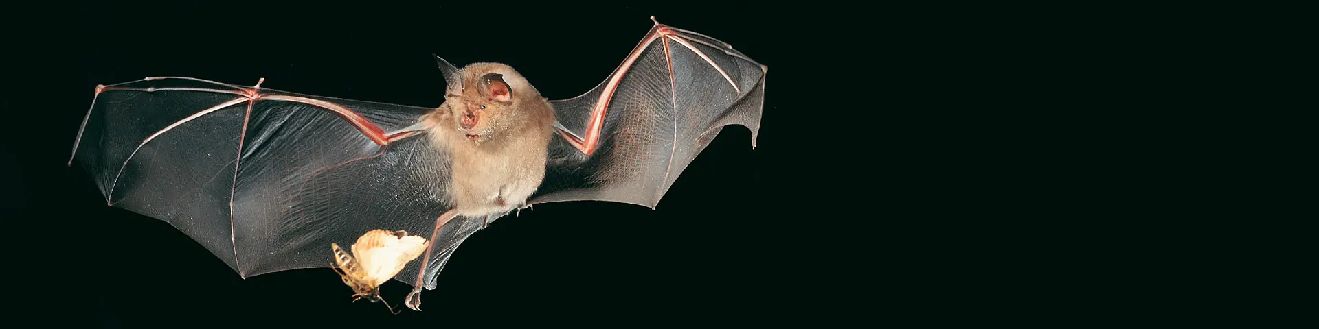 Pressemitteilung: Wie jagende Hufeisennasen die Echoortung einsetzen, um Beuteechos von Störechos zu trennen