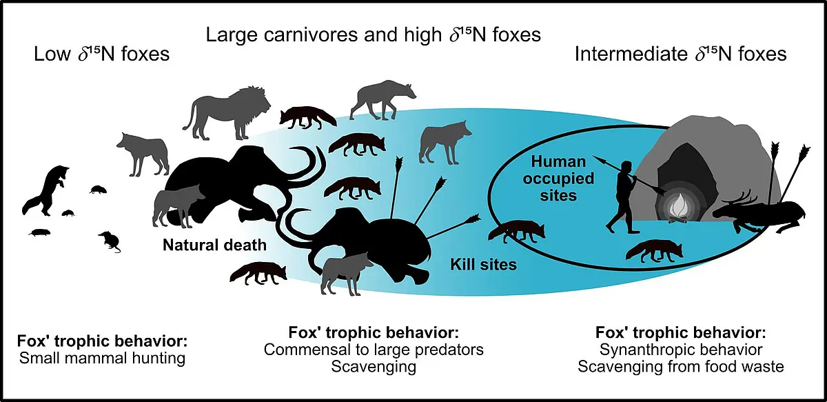 Illustration of differing feeding strategies of foxes in southwestern Germany some 100,000 to 32,000 BP