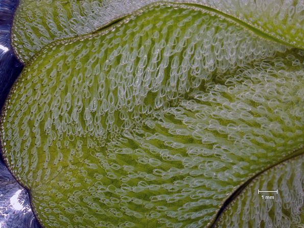 Top of the leaves of the tropical floating fern Salvinia molesta: The water-repellent hairs, known as tri-chomes, resemble tiny egg whisks. 