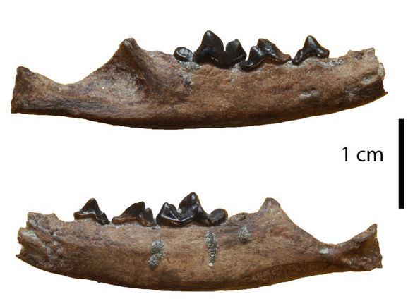 Lower jaw of the new weasel species, Circamustela hartmanni, which ate only meat. 
