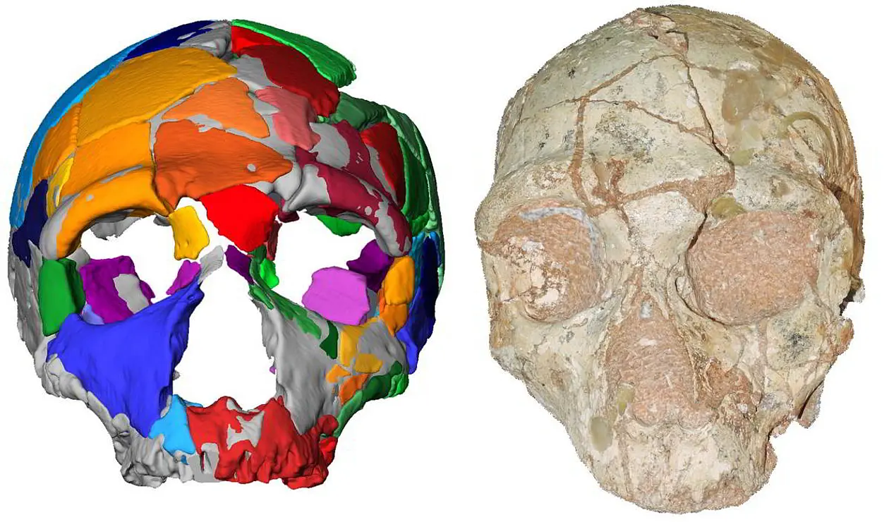The Apidima 2 cranium and its reconstruction.