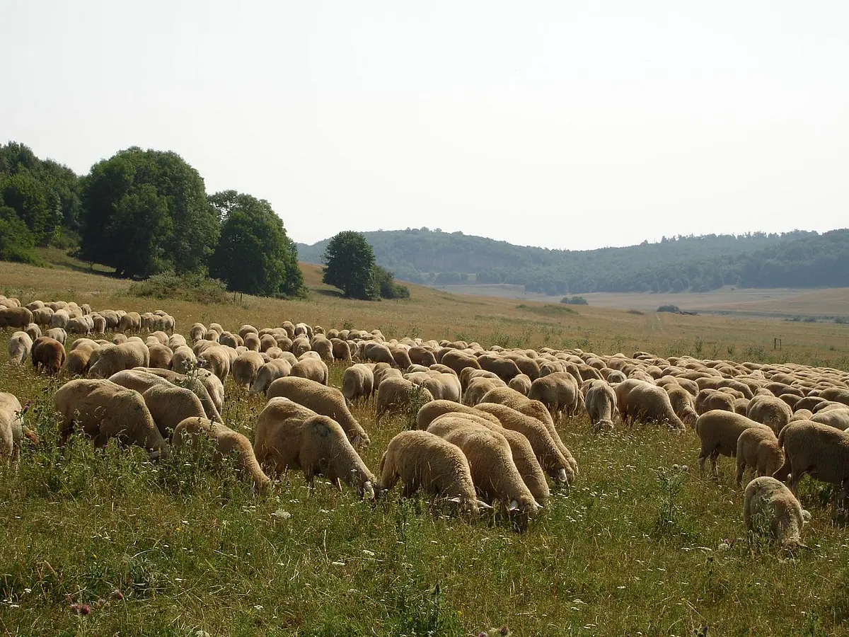 Schafe weiden auf einer Wiese