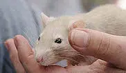 A white mouse sits on someone's hand
