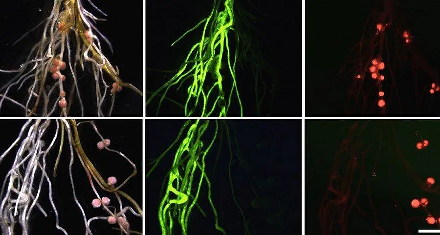 Upper panel: Wild type roots form nodules whether or not they are transgenic (the latter are marked by green fluorescence). Lower panel: Downregulation of miR2111 in transgenic roots (marked by green fluorescence) leads to reduced symbiosis. Nitrogen-fixing nodules (red fluorescence) preferentially form on non-transgenic roots that have normal miR2111 activity. 
