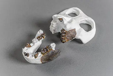 Reconstruction of the skull and lower jaw