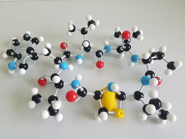 Strukturmodell von Lugdunin: der Thiazolidinring, die „Schmuckschnalle“, ist mit gelbem Papier hinterlegt. 