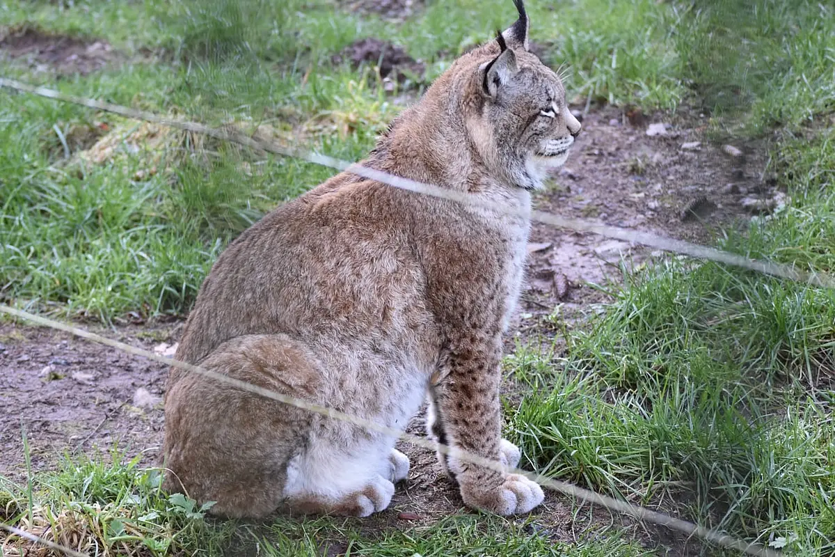 The proud lynx