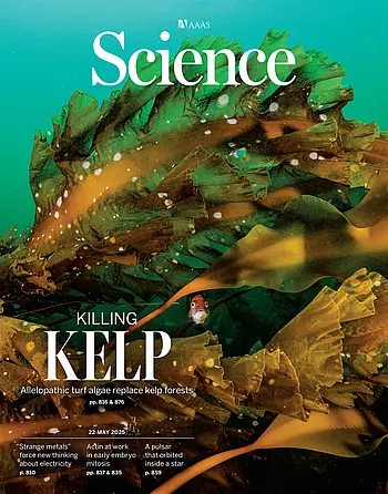 Cover: A small cunner (Tautogolabrus adspersus) peers through strands of sugar kelp (Saccharina latissima) in a lush kelp forest ecosystem on Cashes Ledge in the Gulf of Maine. Kelp forests on the coast of Maine are in decline owing to rapid ocean warming and are being replaced by turf algae, which alter the ecosystem’s chemistry, hindering the recovery of kelp forests.