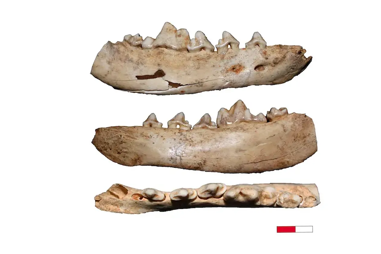Canidae fossils from the Gnirshöhle