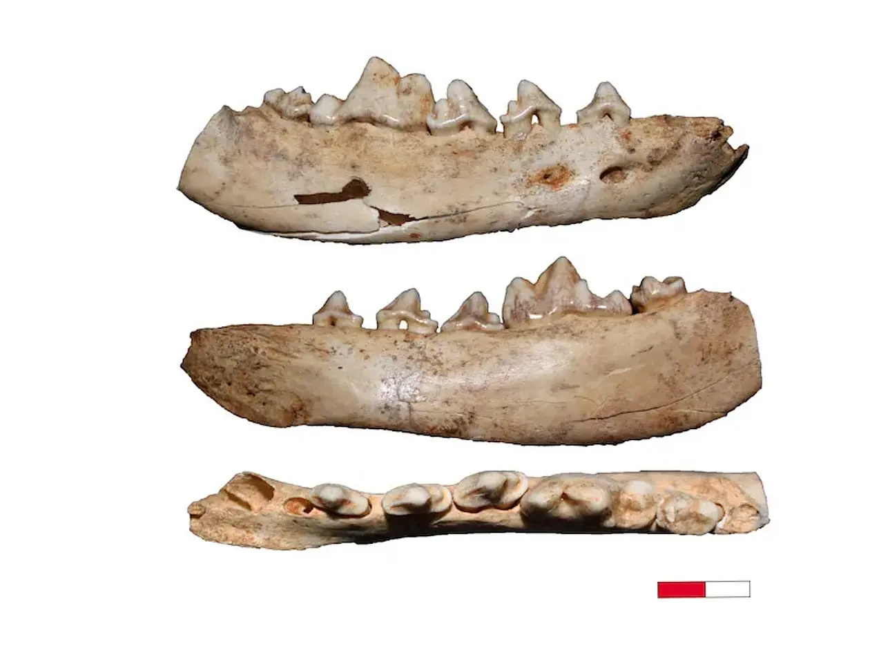 Canidae-Fossilien aus der Gnirshöhle