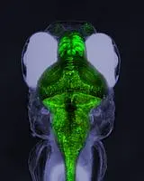 A picture of a green zebrafish larvae