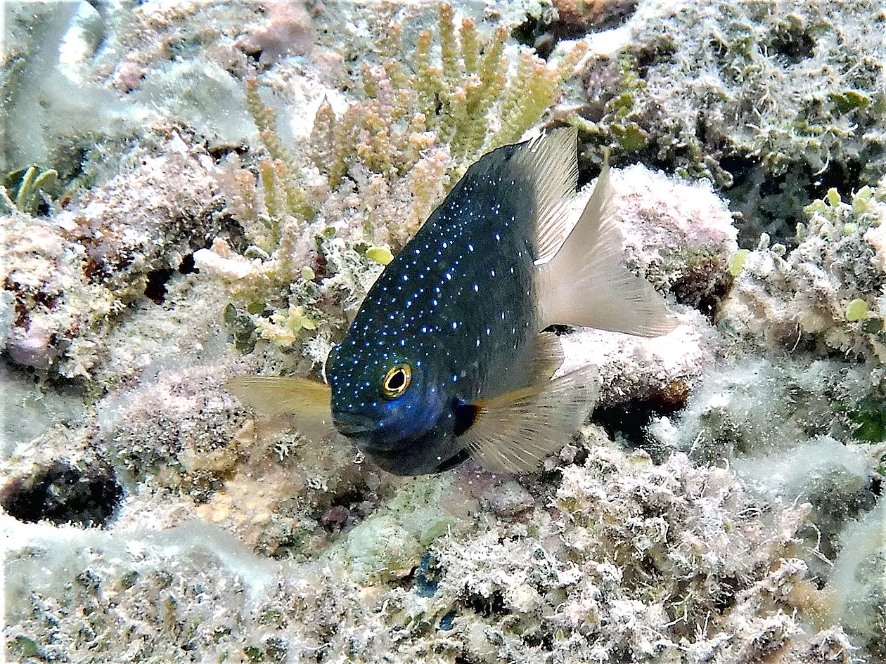 Image of the Jewel Damselfish