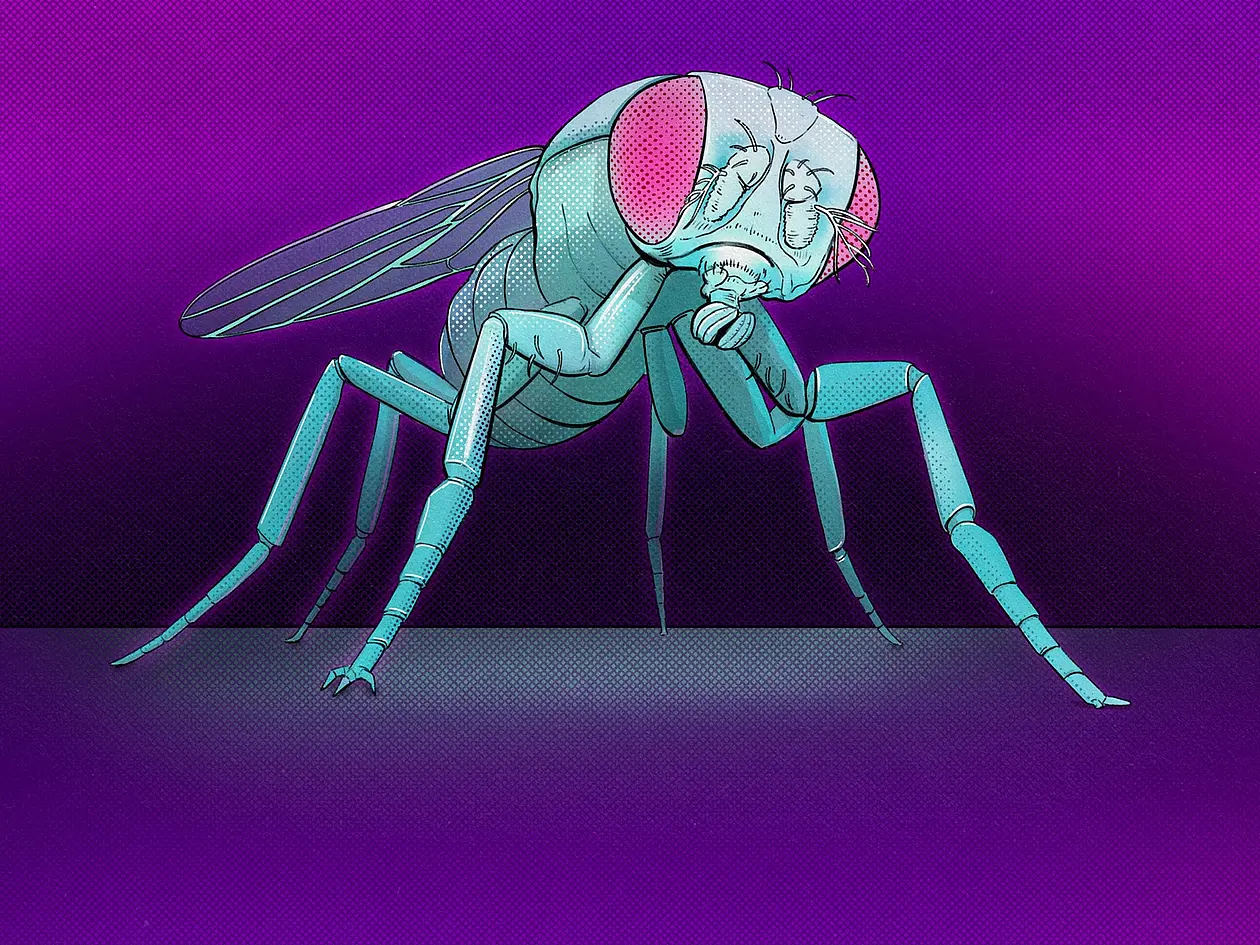 Illustration einer Fliege
