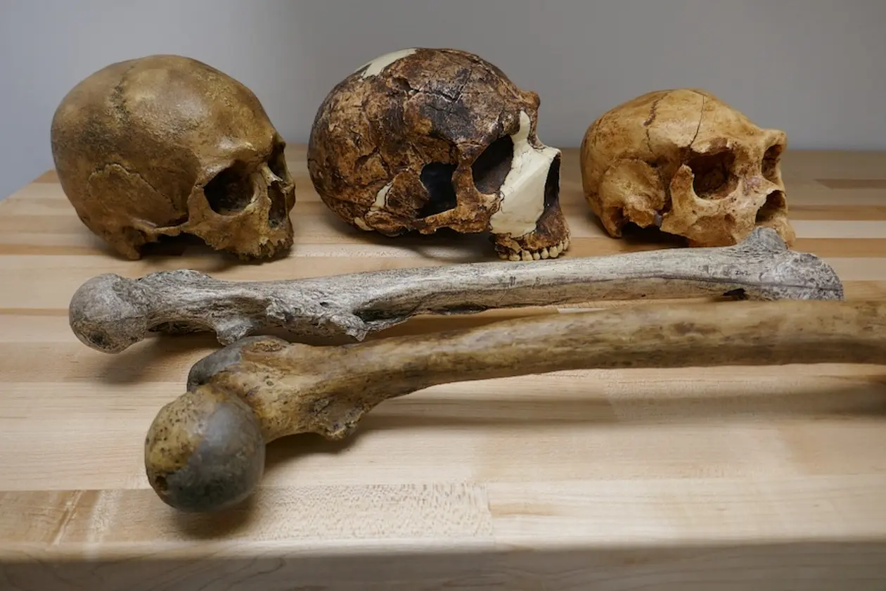 Schädel und Knochen der Gattung Homo